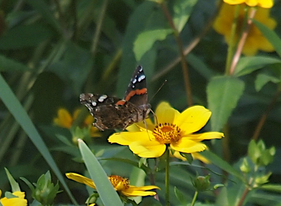 [This mostly brown butterfly is perched on an all yellow flower. The brown wings have a reddish orange stripe in the center of the top wing and near the outer edges are white splotches. The butterfly's wing spread is probably only as wide as the extended petals on the flower on which it stands.]